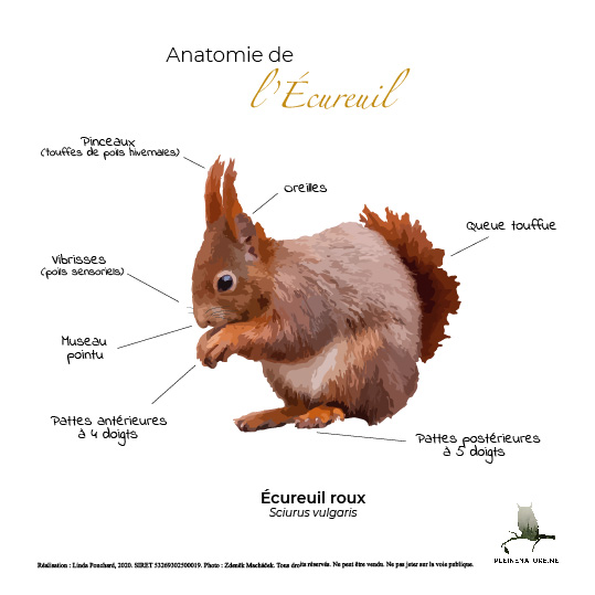 Carte d'anatomie de L'écureuil