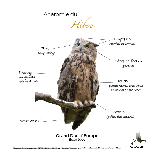 Carte d'anatomie de Le hibou