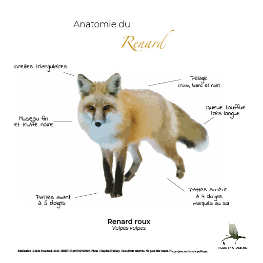 Carte d'anatomie de Le renard